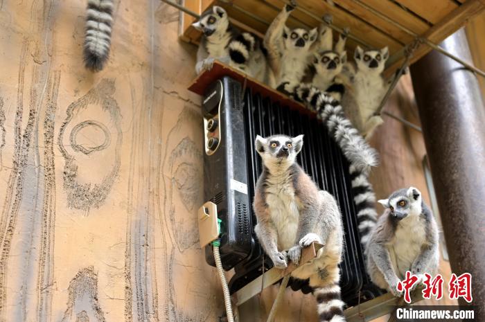 Jardim zoológico de Nanning ajuda animais a fugir do frio