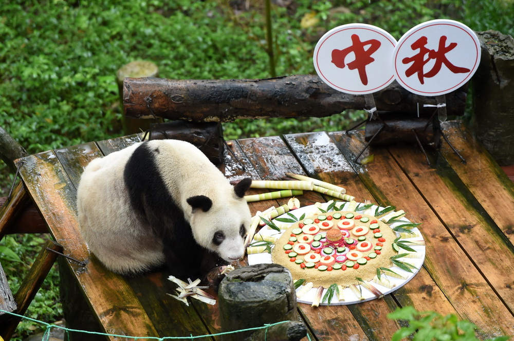 Panda mais velha do mundo “Xinxing” morre em cativeiro
