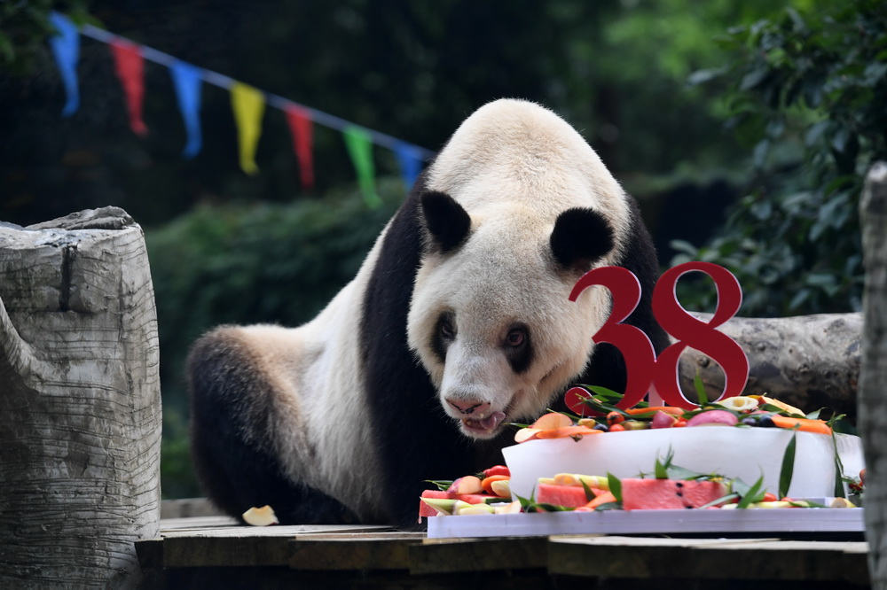 Panda mais velha do mundo “Xinxing” morre em cativeiro