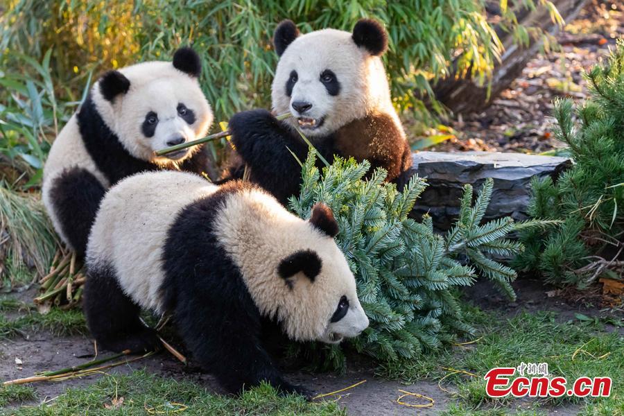 Pandas do zoológico de Berlim comemoram o Natal