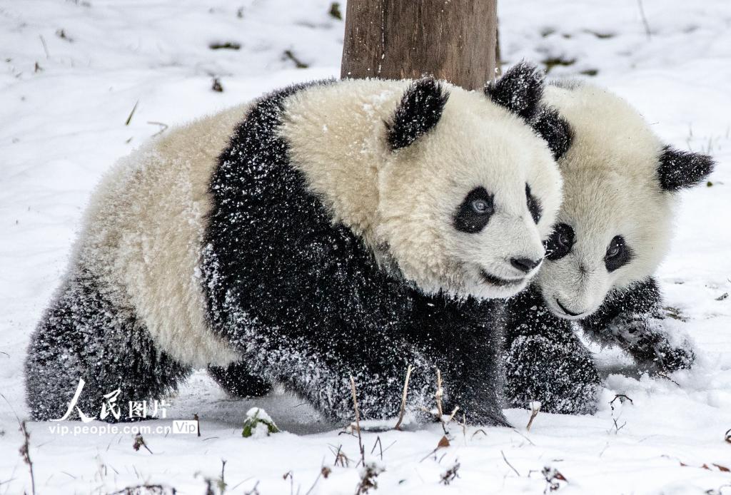 Galeria: pandas gigantes brincam na neve