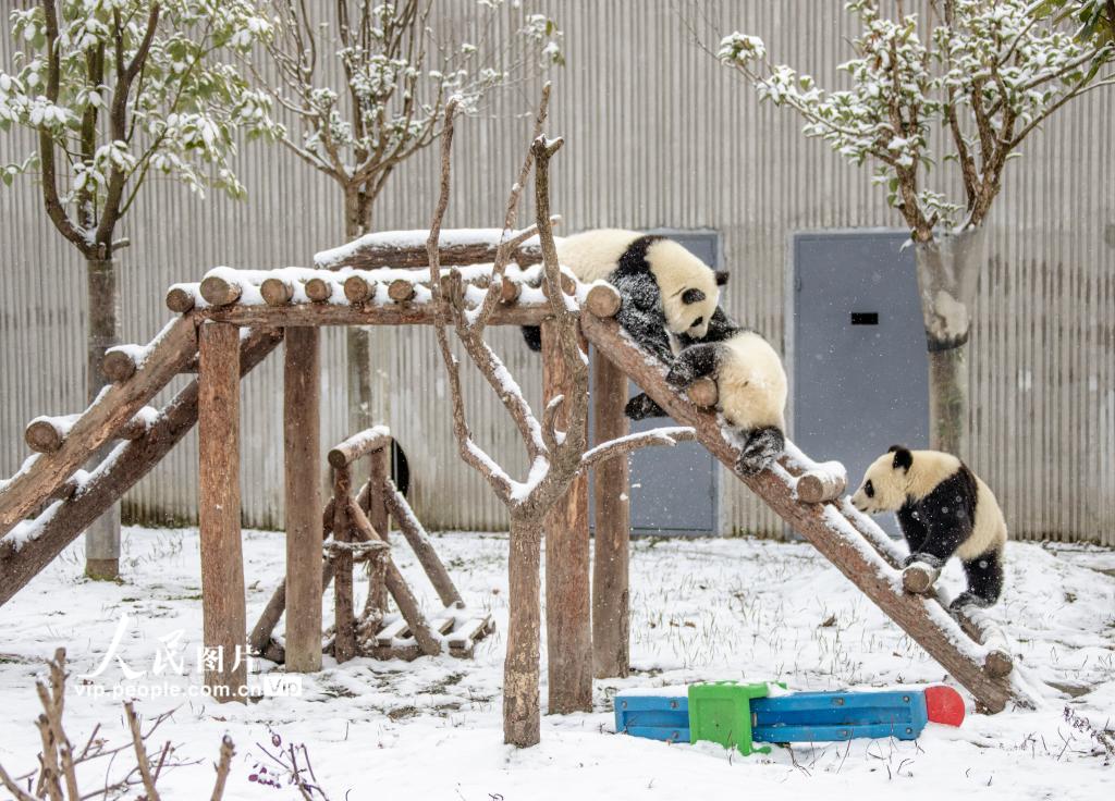 Galeria: pandas gigantes brincam na neve