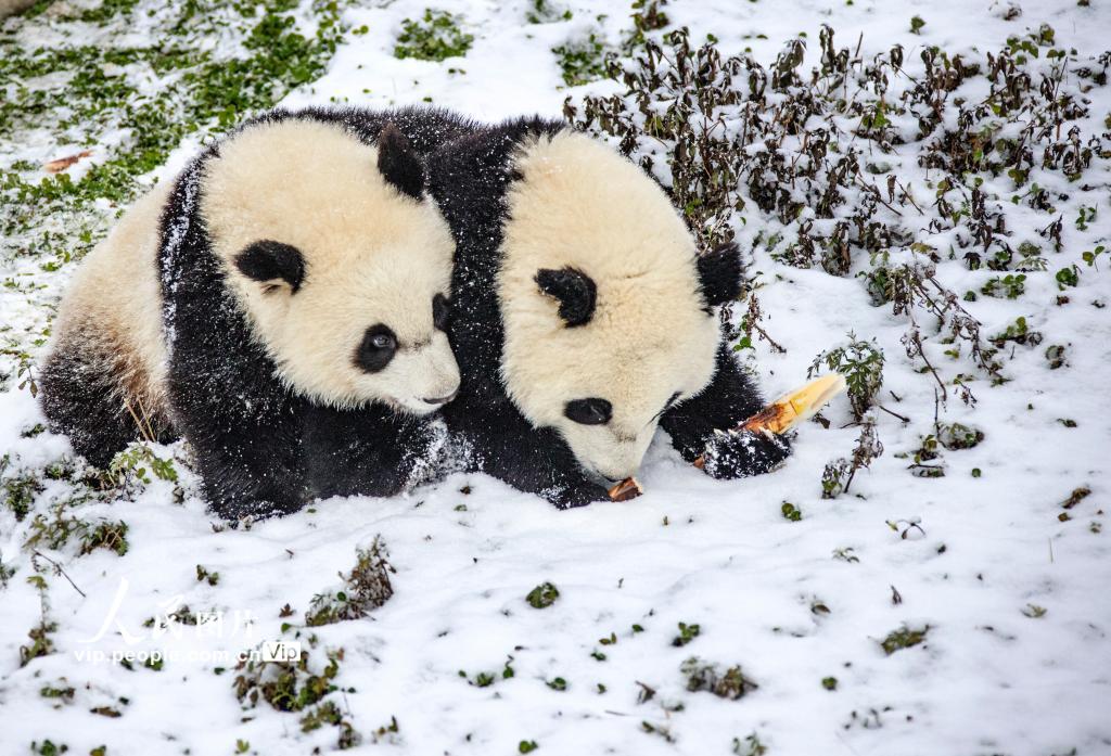 Galeria: pandas gigantes brincam na neve