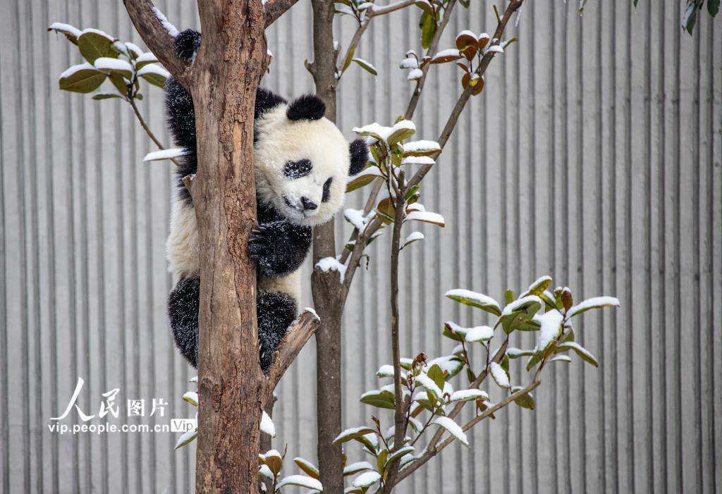 Galeria: pandas gigantes brincam na neve