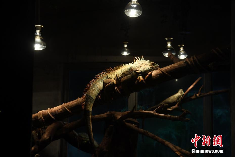 Jardim Zoológico de Chongqing ajuda animais a enfrentar o frio