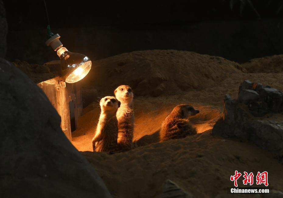 Jardim Zoológico de Chongqing ajuda animais a enfrentar o frio
