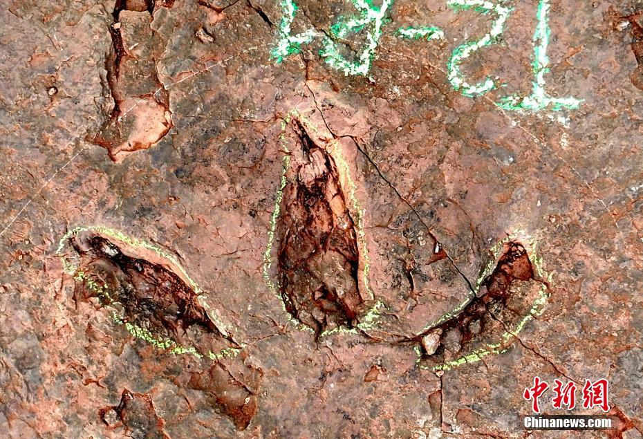 Província descobre o maior número de pegadas de dinossauros na China até hoje