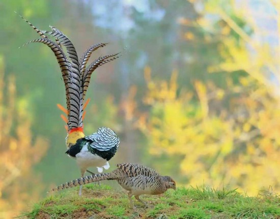 Número do faisões em ascensão em reserva natural de Yunnan