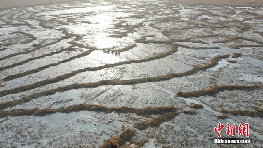 Galeria: colheita no Lago Bosten em Xinjiang