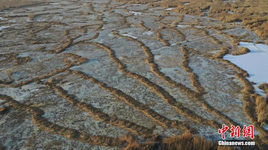 Galeria: colheita no Lago Bosten em Xinjiang