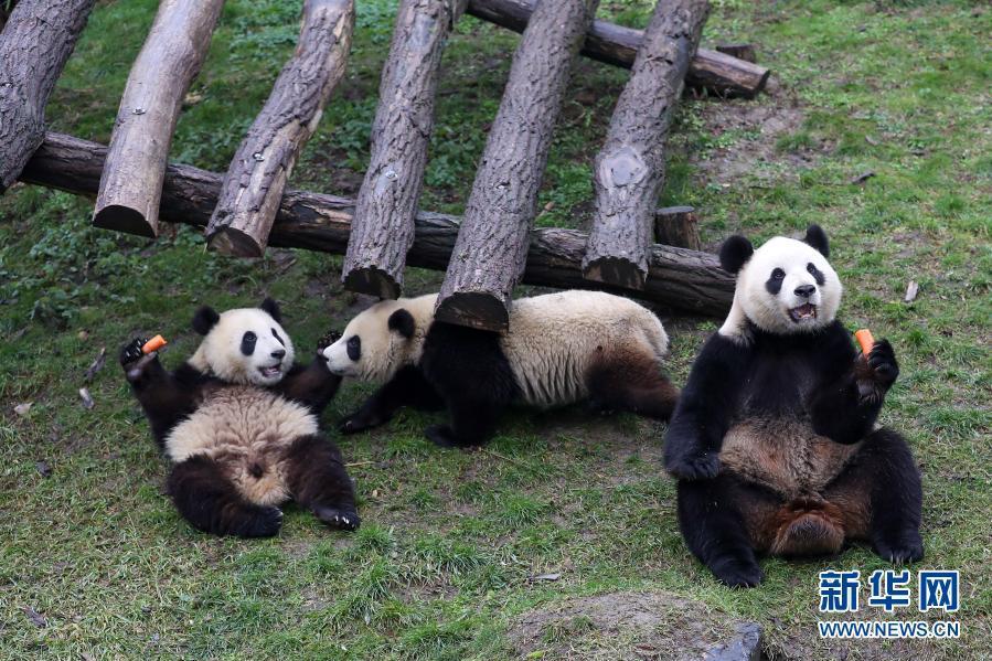 Galeria: família de cinco pandas gigantes na Bélgica