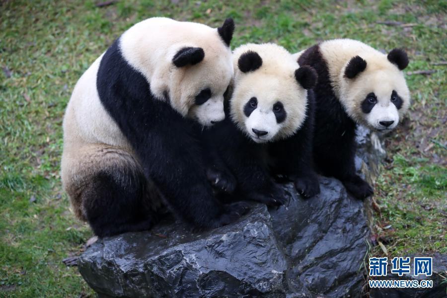Galeria: família de cinco pandas gigantes na Bélgica