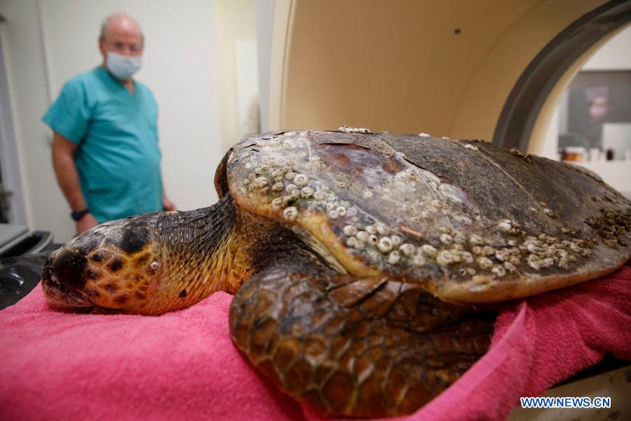 Veterinários israelenses cuidam de tartarugas selvagens feridas