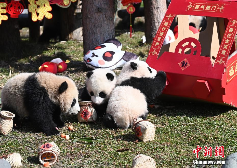 Filhotes de panda gigante celebram advento do Festival da Primavera