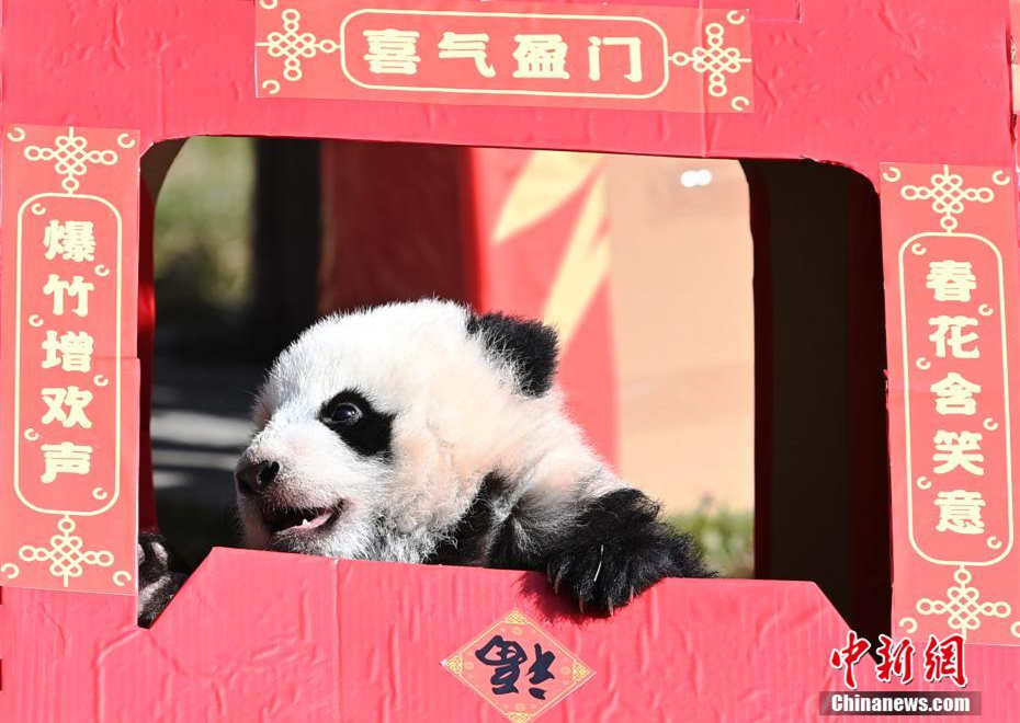 Filhotes de panda gigante celebram advento do Festival da Primavera