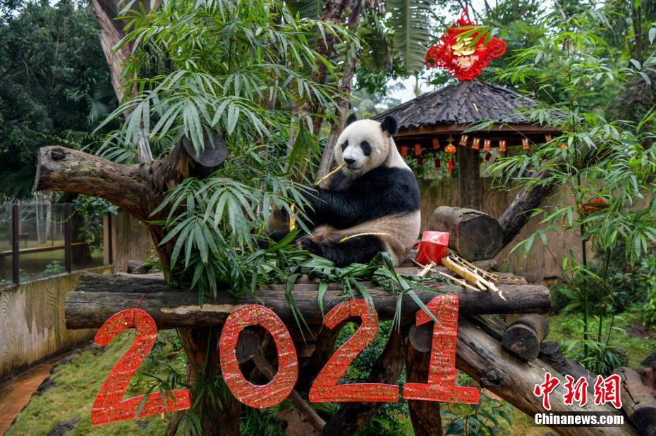 Galeria: pandas gigantes em Hainan “comemoram” Festival da Primavera