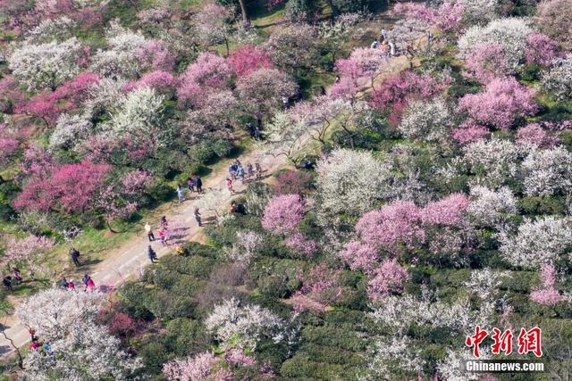 Nanjing: Montanha de Flores de Ameixa atrai visitantes

