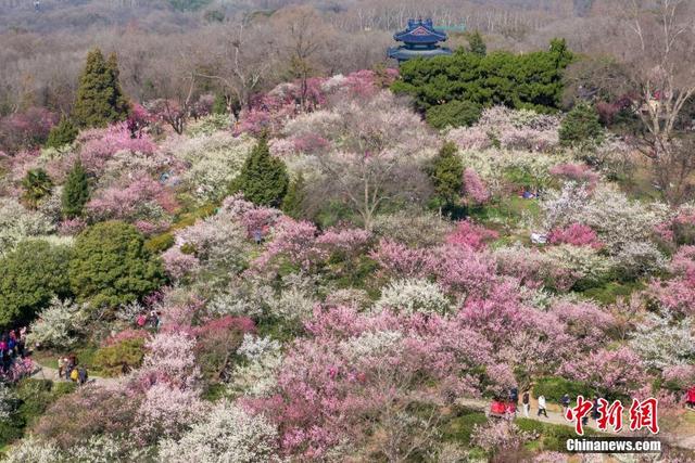Nanjing: Montanha de Flores de Ameixa atrai visitantes

