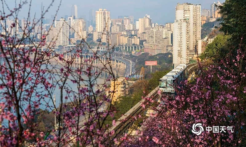 Galeria: monotrilho atravessa “mar de flores” em Chongqing