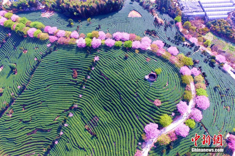Galeria: Plantação de chá de cerejeira em Fujian