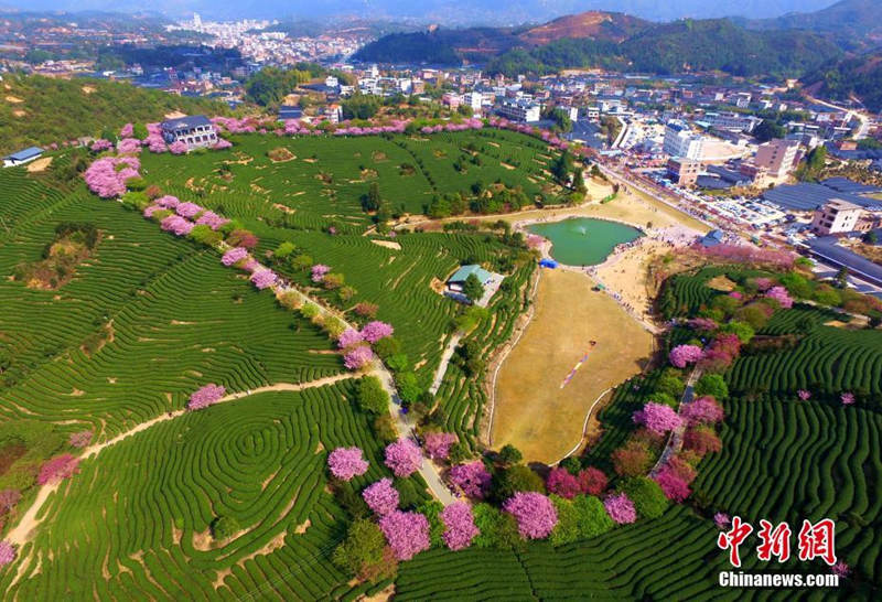 Galeria: Plantação de chá de cerejeira em Fujian