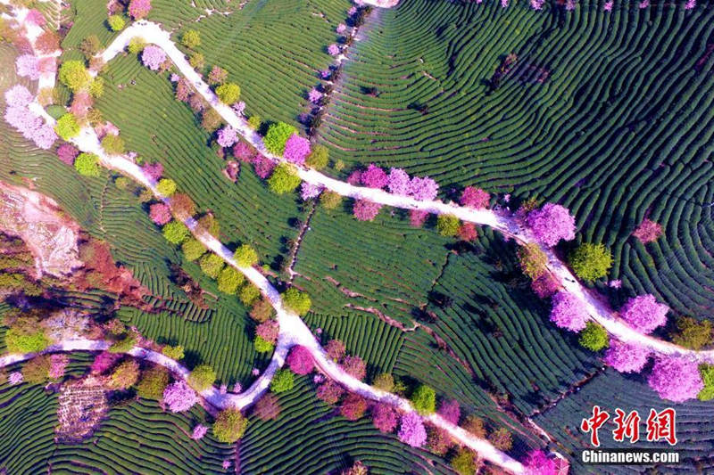 Galeria: Plantação de chá de cerejeira em Fujian