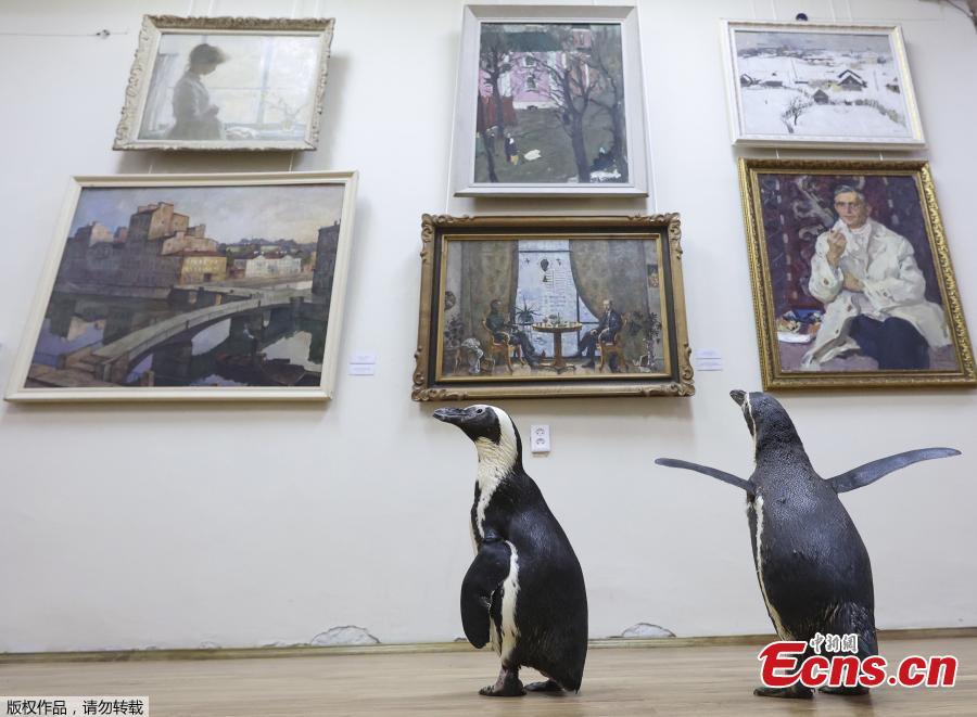 Pinguins de circo russo “visitam” museu de arte