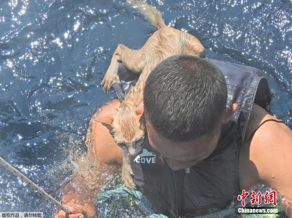 Marinha tailandesa resgata grupo de gatos no Mar de Andamão