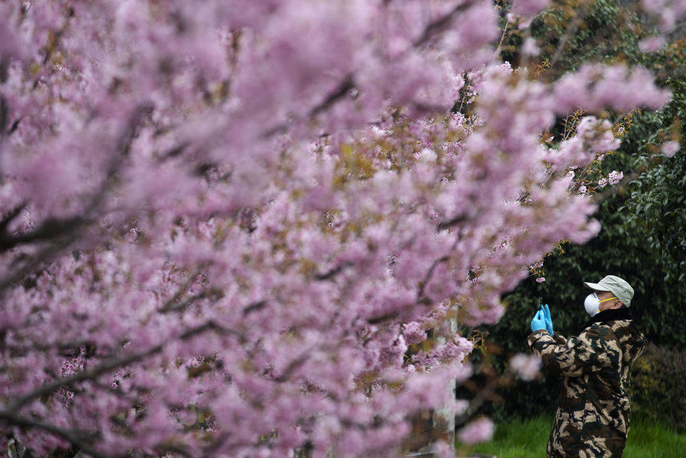 Flores de cerejeira da Universidade de Wuhan se abrem ao público novamente
