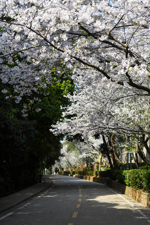 Flores de cerejeira da Universidade de Wuhan se abrem ao público novamente
