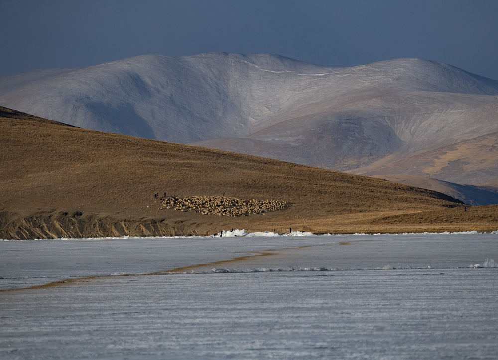Rumo à primavera - a saída das ovelhas da ilha no lago congelado 