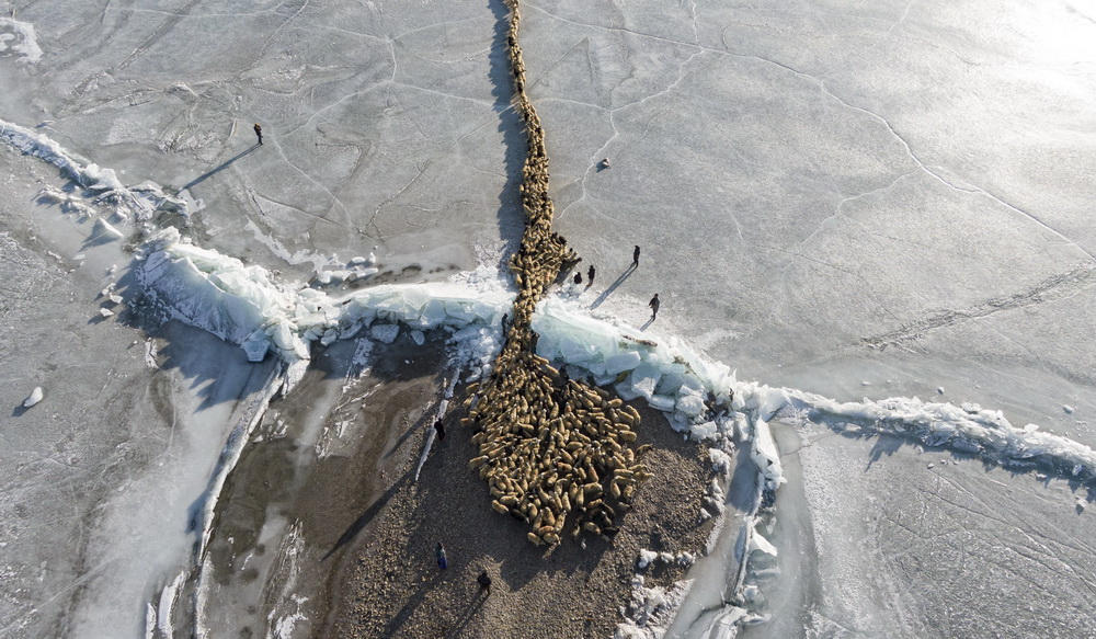 Rumo à primavera - a saída das ovelhas da ilha no lago congelado 