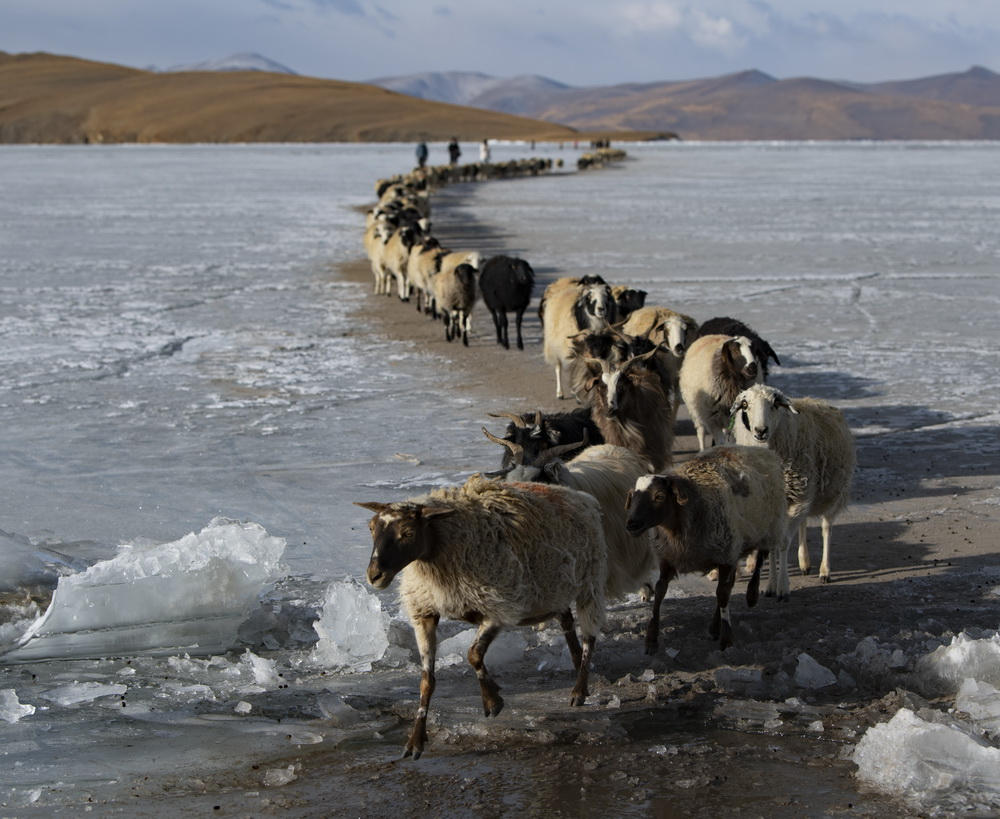 Rumo à primavera - a saída das ovelhas da ilha no lago congelado 