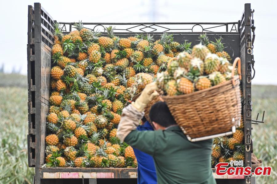 Galeria: colheita de abacaxi em Guangdong