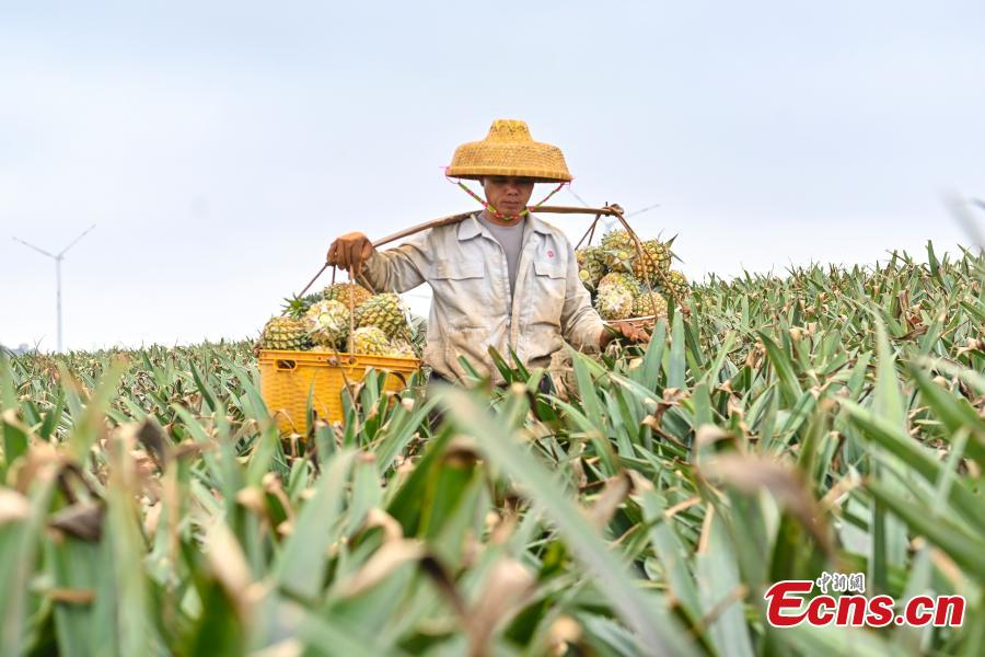 Galeria: colheita de abacaxi em Guangdong