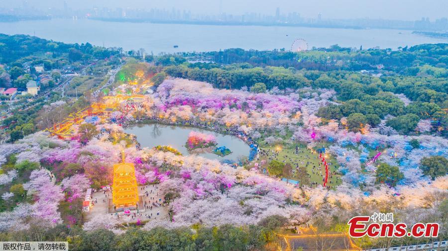 Galeria: Visão noturna do Parque de Cerejeira no Lago Leste de Wuhan