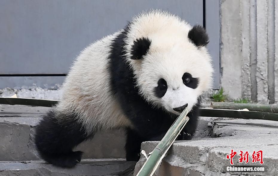 Galeria: pandas bebês dão as boas-vindas à primavera em Sichuan