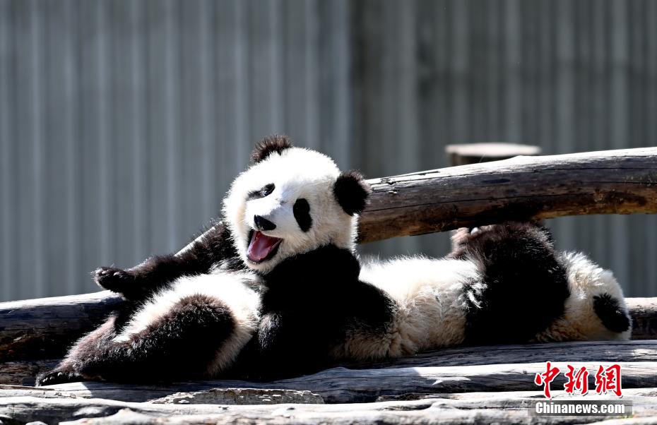 Galeria: pandas bebês dão as boas-vindas à primavera em Sichuan