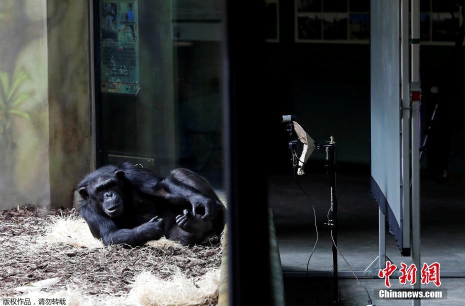 Chimpanzés “mantêm contato” por videochamada