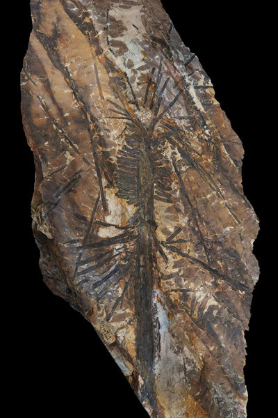 Cientistas descobrem fósseis de árvores com 300 milhões de anos no norte da China