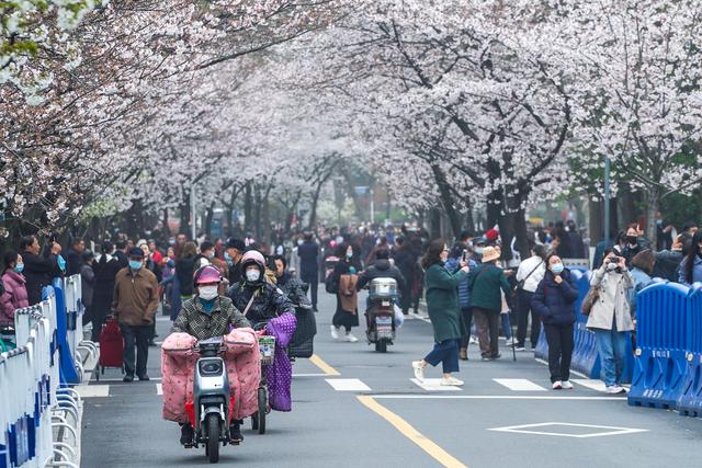 Nanjiing: residentes apreciam flores de cerejeira