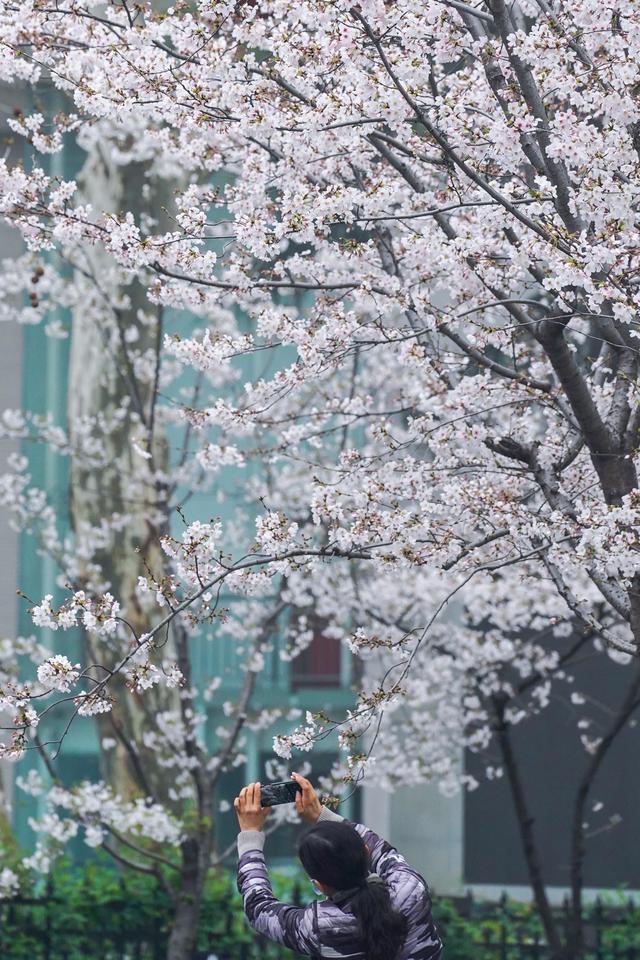 Nanjiing: residentes apreciam flores de cerejeira