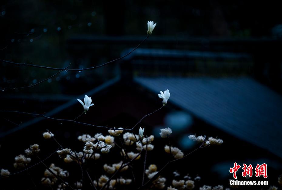 Galeria: Flores desabrocham na primavera de Zhejiang
