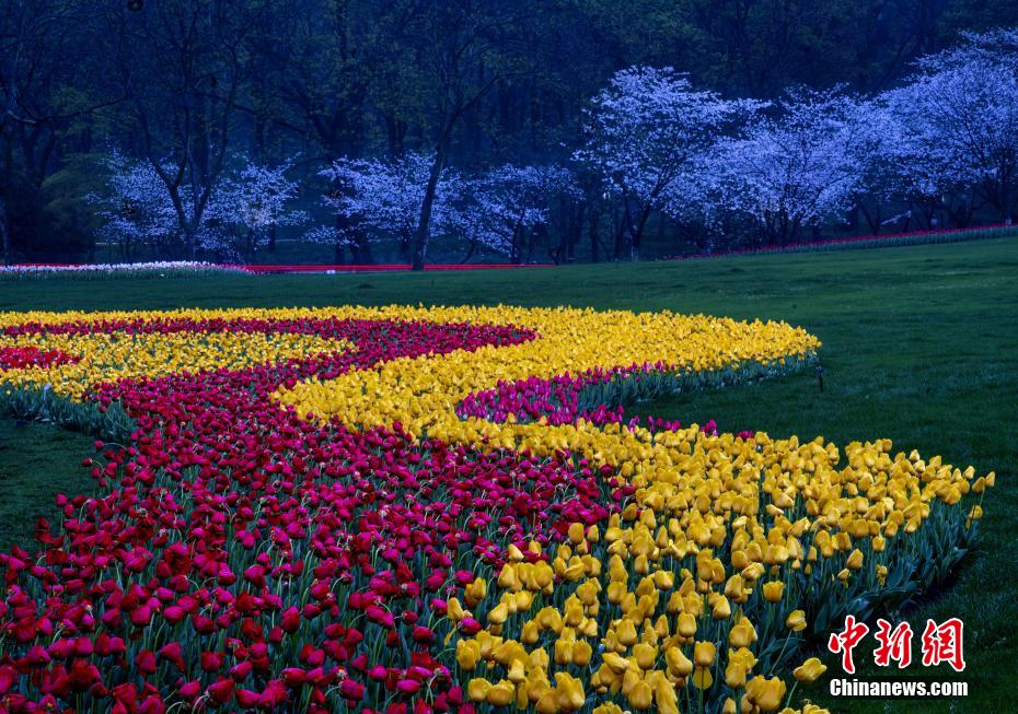 Galeria: Flores desabrocham na primavera de Zhejiang
