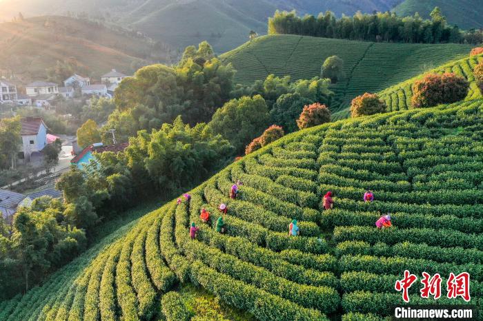Zhejiang inicia oficialmente colheita de chá branco Anji