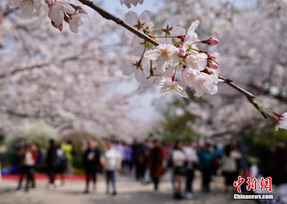 Wuxi inaugura Semana Internacional da Flor de Cerejeira 