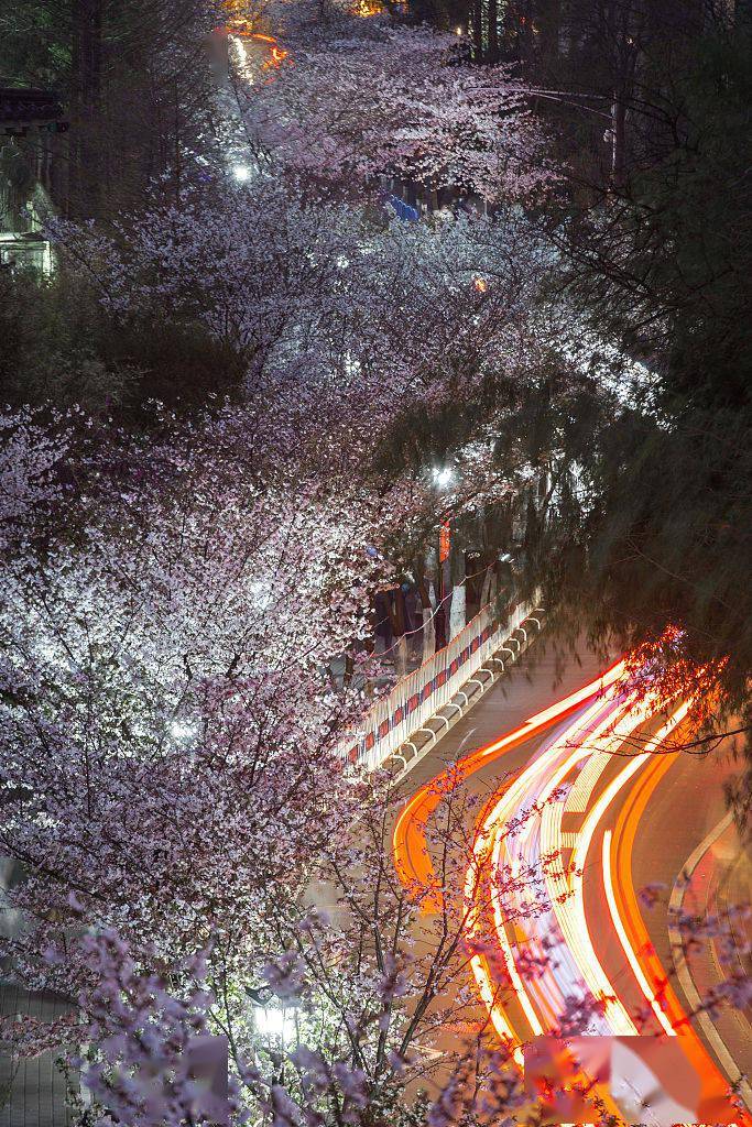 Nanjing: paisagem encantadora de “flores de cerejeira noturnas”

