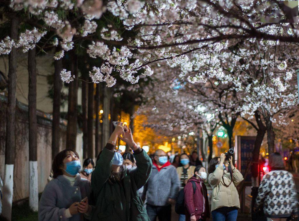 Nanjing: paisagem encantadora de “flores de cerejeira noturnas”


