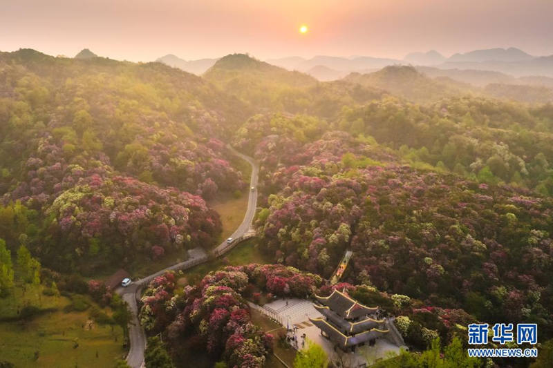 Guizhou: flores de azaleia entram em período de florescimento