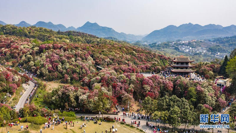 Guizhou: flores de azaleia entram em período de florescimento